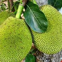 Quả mít