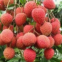 Quả vải