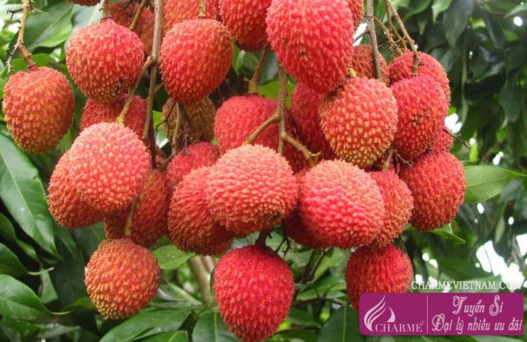 Quả vải hồng