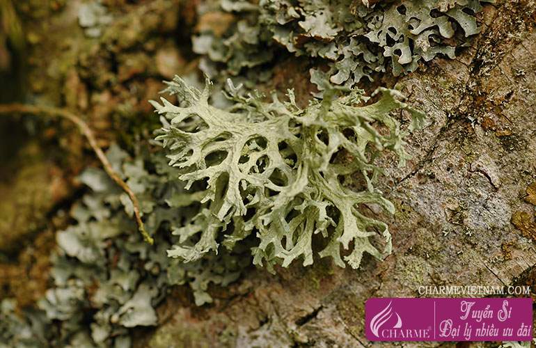 Rêu sồi Moss