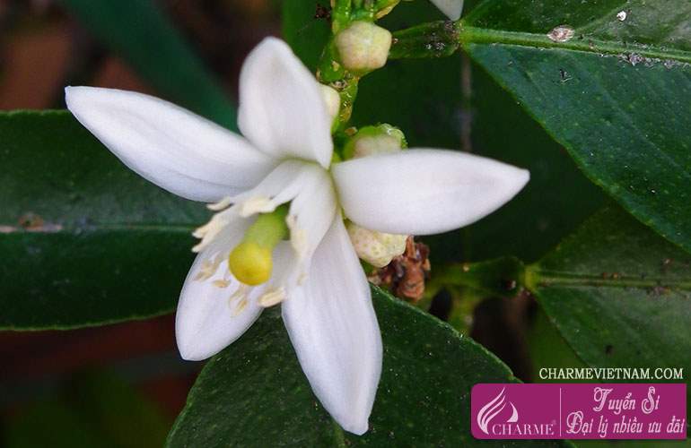 Tinh chất hoa cam Neroli