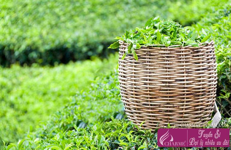 Trà Darjeeling