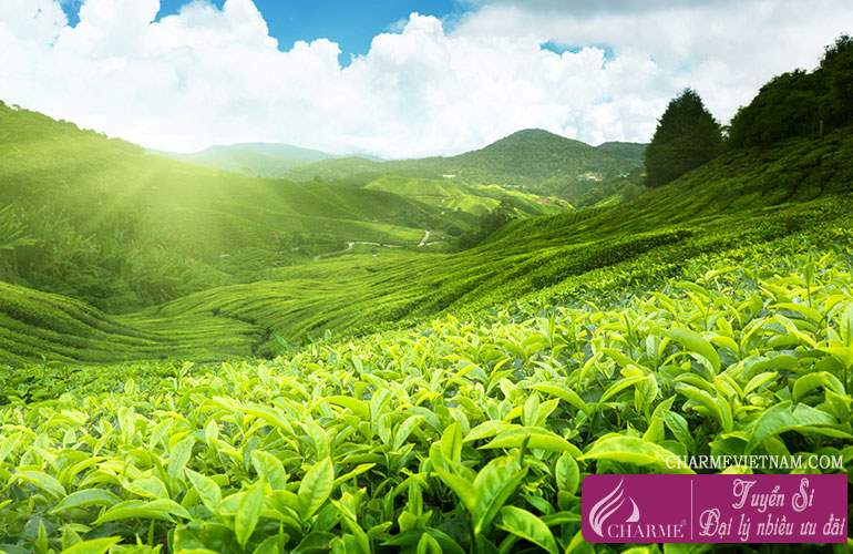 Trà đen Darjeeling
