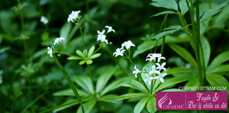 Woodruff/Galium odoratum