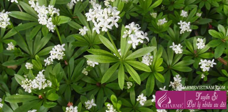 Woodruff/Galium odoratum