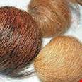Xạ hương Cashmere