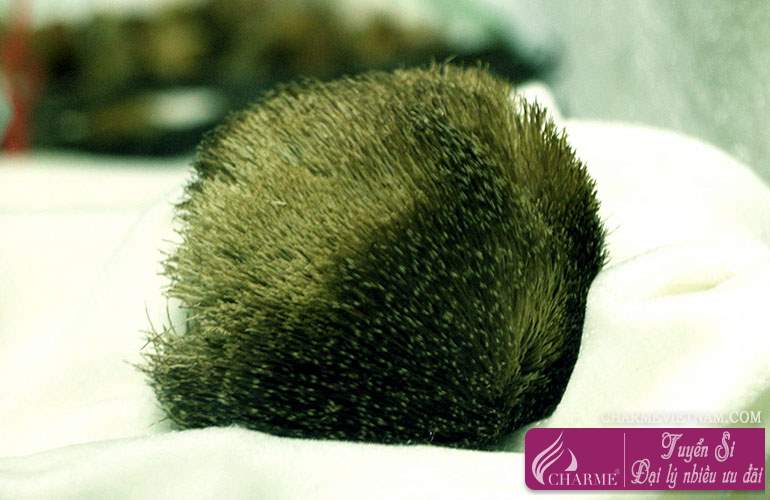 Xạ hương trắng